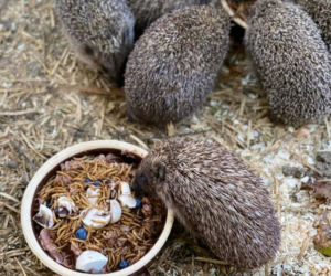 Jeże nie boją się koronawirusa i nie trzymają dystansu