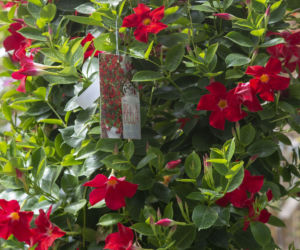 Dipladenia