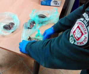 Kuźnica. Nielegalny przemyt skór bobra na granicy