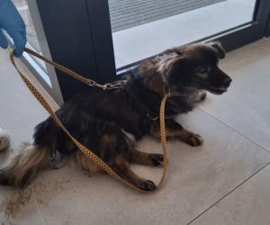 Pies konał w nagrzanym aucie. Cudem uratowano go przed śmiercią