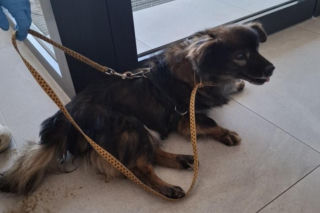 Pies konał w nagrzanym aucie. Cudem uratowano go przed śmiercią