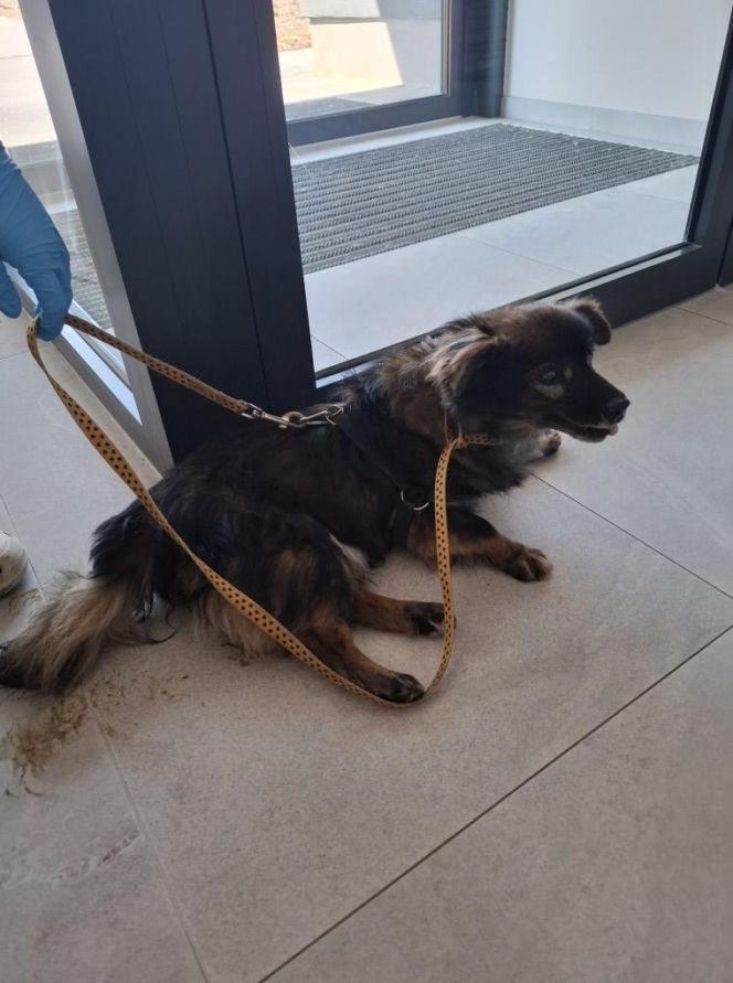 Pies konał w nagrzanym aucie. Cudem uratowano go przed śmiercią