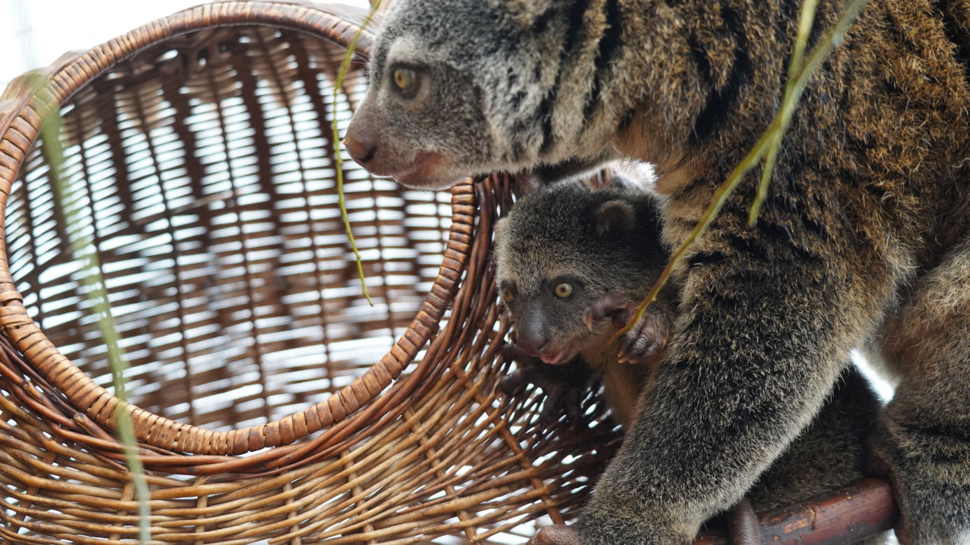 We wrocławskim zoo urodził się kuskus niedźwiedzi