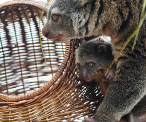 We wrocławskim zoo urodził się kuskus niedźwiedzi