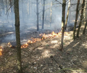 Seria pożarów lasów pod Płońskiem! Straż pożarna: To były podpalenia! [ZDJĘCIA]