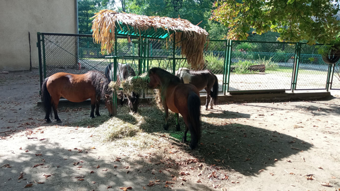 Stare ZOO w Poznaniu. Idealne miejsce na rodzinne spacery w sercu miasta 