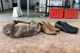 Torebka z pytona i buty z krokodyla. Udaremniony przemyt na granicy