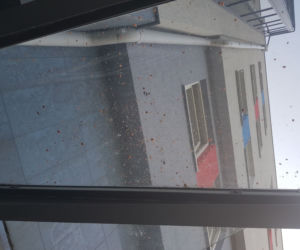 Kiedy policjanci weszli do pokoju, handlarze postanowili wyrzucić narkotyki przez okno!