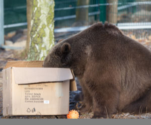 ZWIERZAKI Z POZNAŃSKIEGO ZOO DOSTAŁY PREZENTY.