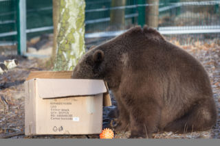 ZWIERZAKI Z POZNAŃSKIEGO ZOO DOSTAŁY PREZENTY.