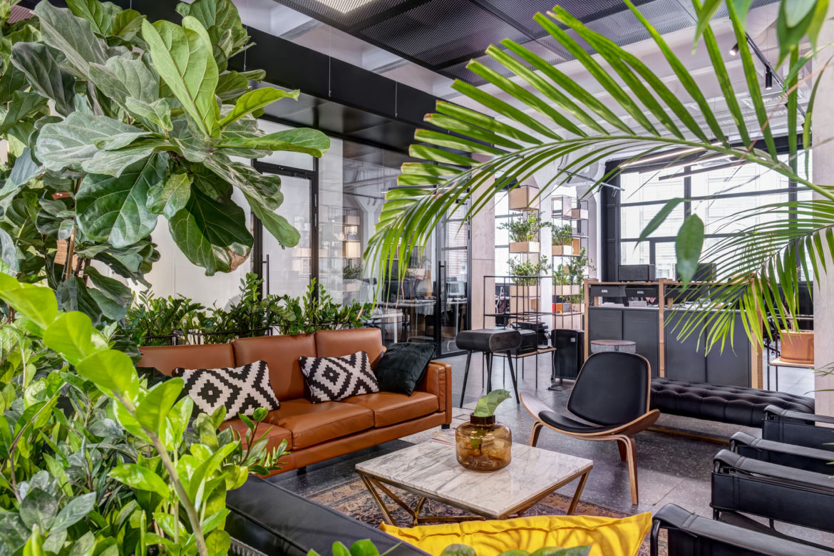 Najlepsze rośliny do biura