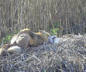 Zjadł dzieci na oczach rodziców