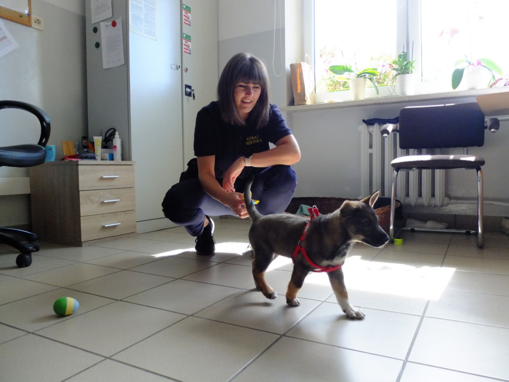 Świdnik. Paloma ma nowy dom. Przygarnęła ją funkcjonariuszka Straży Miejskiej