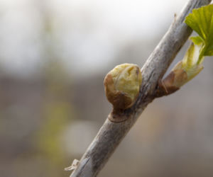 Wielkopąkowiec porzeczkowy