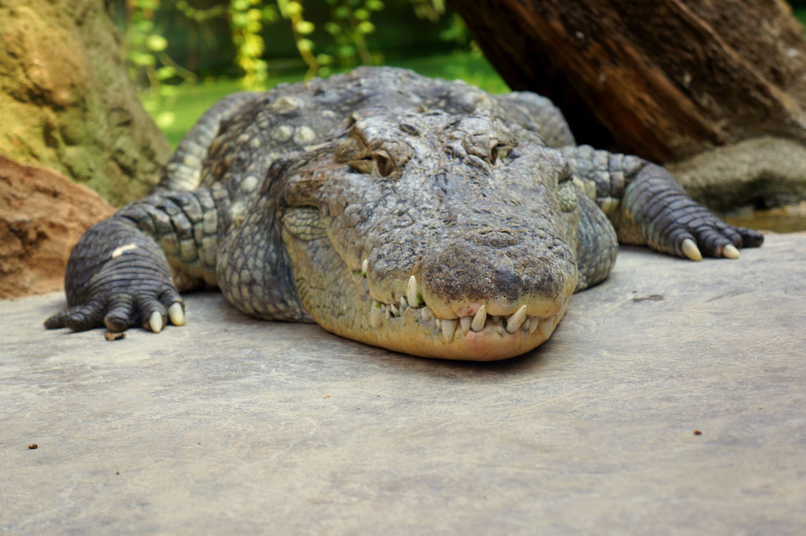 Najstarsze zwierzęta we wrocławskim zoo