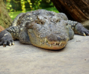 Najstarsze zwierzęta we wrocławskim zoo