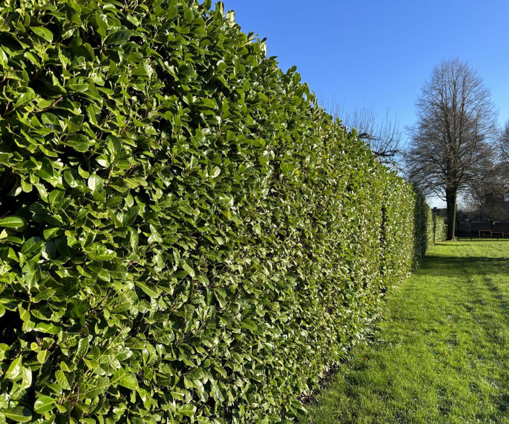 Laurowiśnia wschodnia