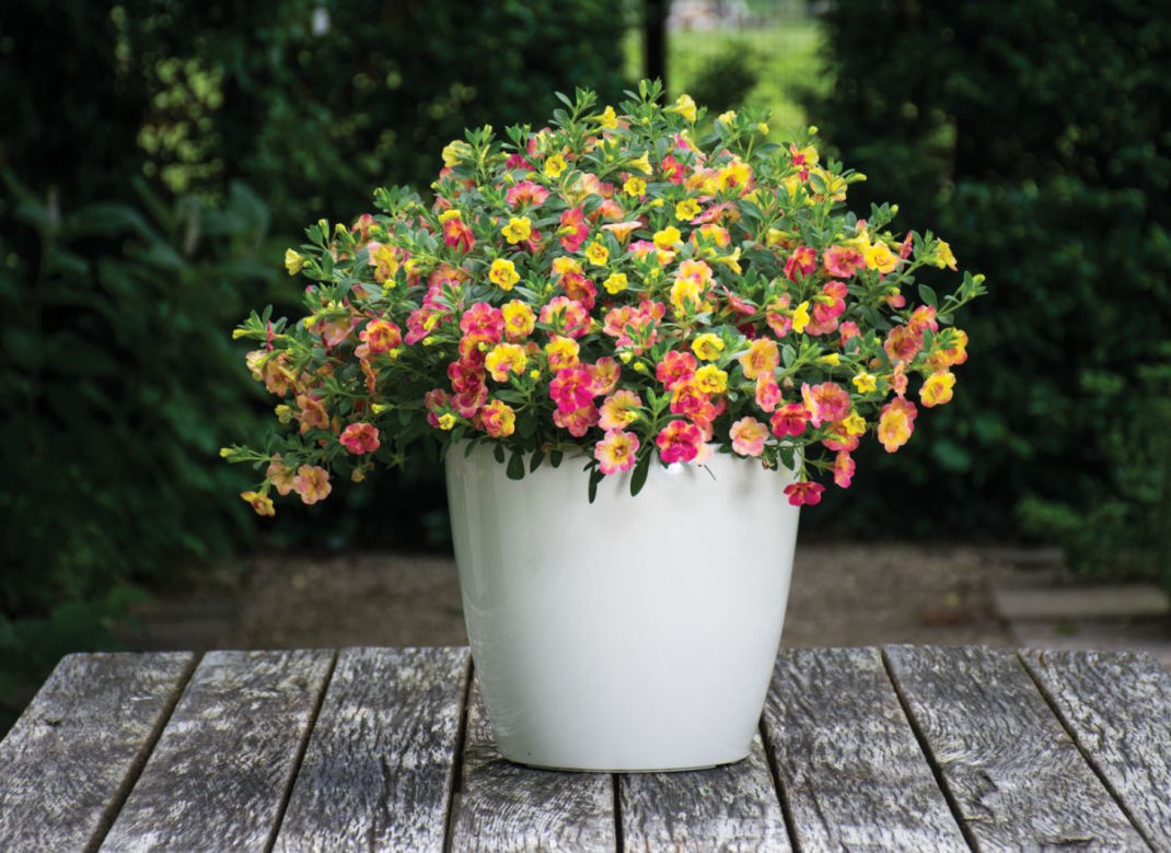 Calibrachoa Chameleon Double Pink Yellow