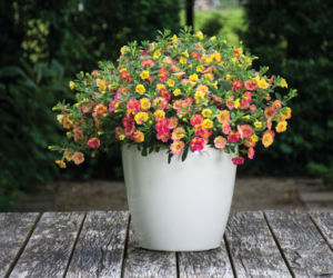 Calibrachoa Chameleon Double Pink Yellow