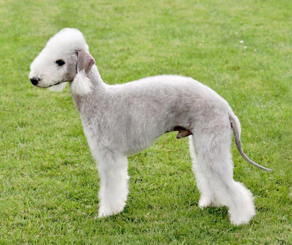 Terier bedlington