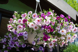 Najpopularniejsze zwisające kwiaty na balkon. Zdjęcia kwiatów