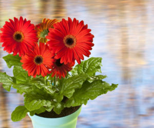 Gerbera