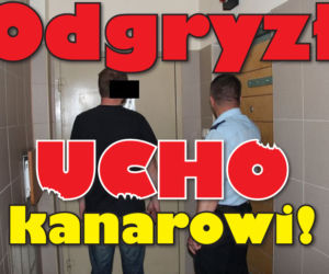 Okrutna zemsta na warszawskim kanarze! Polski Mike Tyson odgryzł mu kawał ucha!