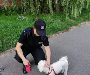 Toruń: Mężczyzna zostawił psa w nagrzanym samochodzie i poszedł na zakupy [ZDJĘCIA]