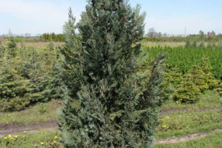 Cyprysik Lawsona ‘Dart’s Blue Ribbon’  - Chamaecyparis lawsoniana ‘Dart’s Blue Ribbon’ 