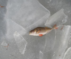 Rybi dramat w Białymstoku. Tysiące martwych ryb pod lodem