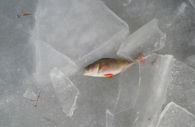 Rybi dramat w Białymstoku. Tysiące martwych ryb pod lodem