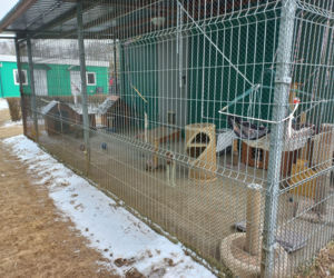 Mruczki w roli głównej. Dzień Kota w schronisku dla bezdomnych zwierząt w Henrykowie