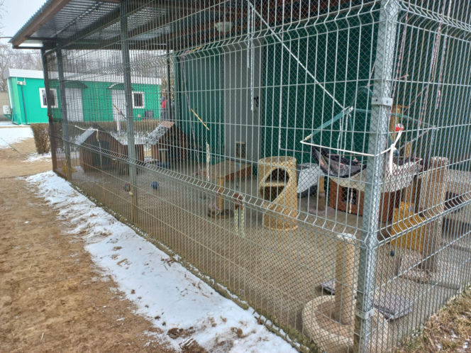 Mruczki w roli głównej. Dzień Kota w schronisku dla bezdomnych zwierząt w Henrykowie