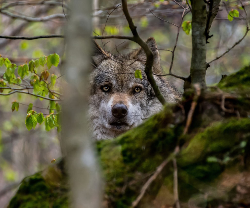  Atak wilków na ludzi w Brzozowie. Pracowała specjalna komisja. Zauważono wilki!