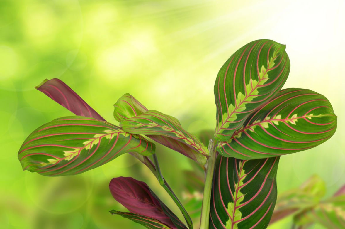 Maranta