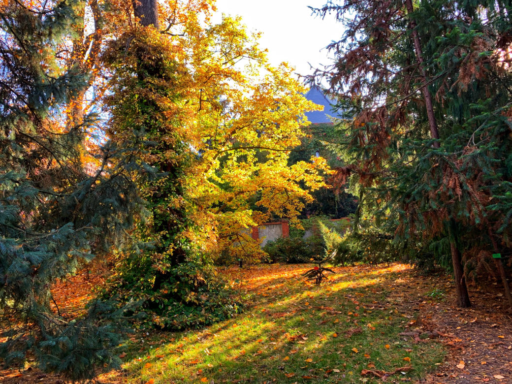 Jesień w ogrodzie botanicznym we Wrocławiu