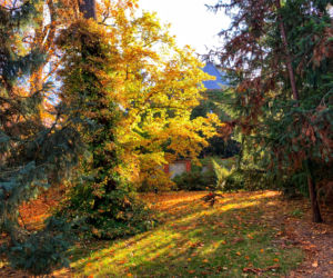 Jesień w ogrodzie botanicznym we Wrocławiu