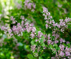 Lilak Meyera 'Palibin'