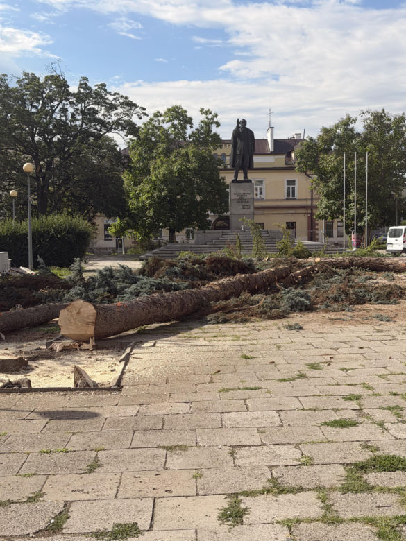 Protest mieszkańców nie pomógł. Świerki i modrzewie na Placu Drzewnym w Tarnowie zostały wycięte