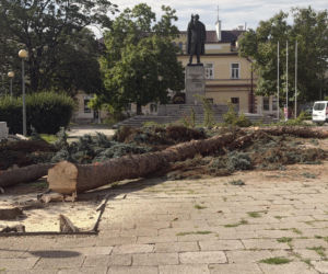 Protest mieszkańców nie pomógł. Świerki i modrzewie na Placu Drzewnym w Tarnowie zostały wycięte