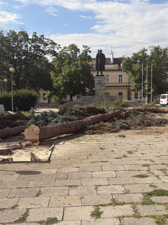Protest mieszkańców nie pomógł. Świerki i modrzewie na Placu Drzewnym w Tarnowie zostały wycięte