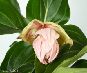 Medinilla