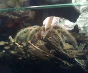 Wystawa Pająków w Krakowie