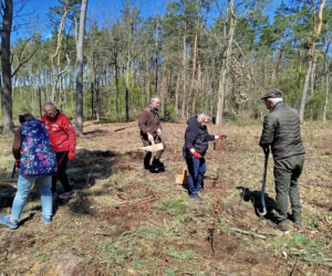 W Lesie Sekulskim rośnie już kilkaset nowych, młodych buków! Drzewa zasadzili członkowie siedleckiego samorządu i leśnicy