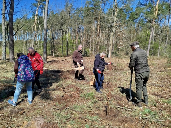 W Lesie Sekulskim rośnie już kilkaset nowych, młodych buków! Drzewa zasadzili członkowie siedleckiego samorządu i leśnicy
