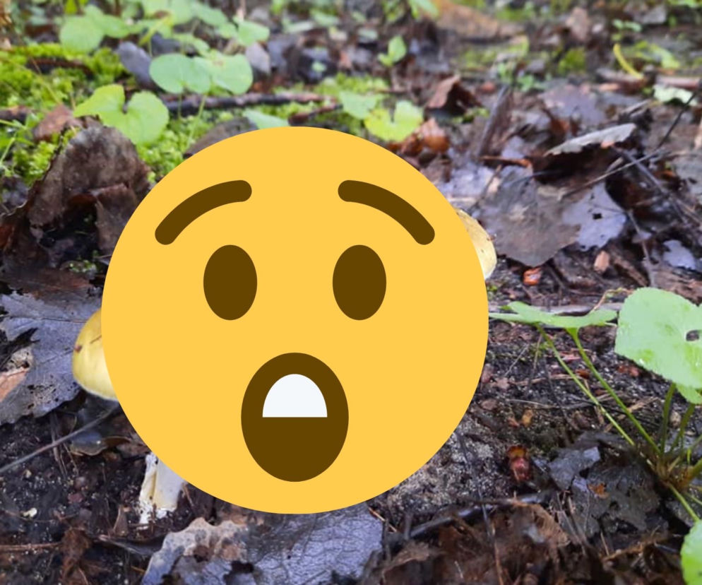 TEN ZABÓJCZY GRZYB jest często mylony z pieczarką. Lasy Państwowe ostrzegają! [ZDJĘCIA]