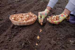 Cebula dymka: kiedy sadzić i jak pielęgnować, by mieć obfite zbiory?