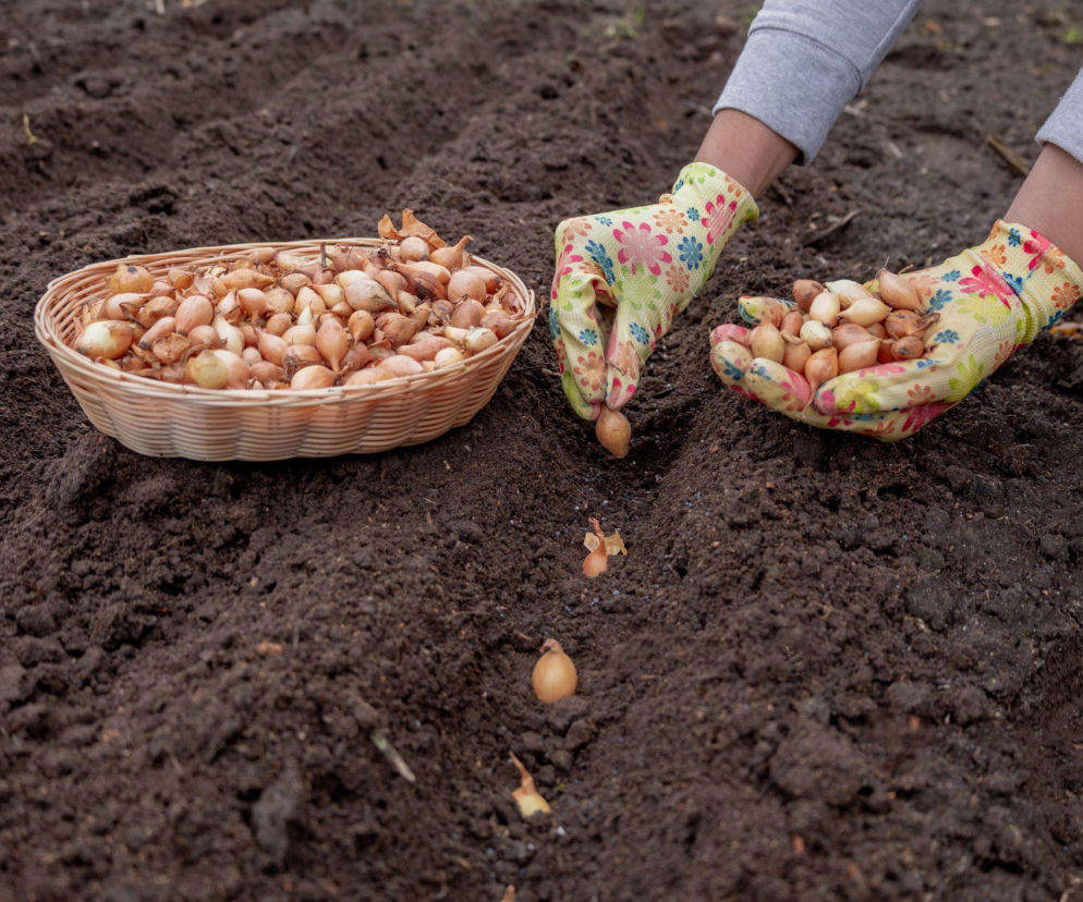 Kiedy i jak sadzić cebulę dymkę?