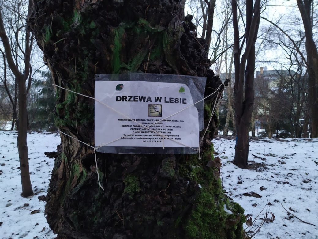 Wyciętych ma zostać co najmniej 131 drzew