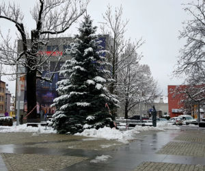 Przed ratuszem pojawiło się już świąteczne drzewko